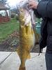 Click image for larger version. 

Name:	WALLEYE 35 X 16LB. 006.jpg 
Views:	336 
Size:	173.6 KB 
ID:	12551