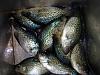 Click image for larger version. 

Name:	Box full of Crappies.jpg 
Views:	170 
Size:	123.3 KB 
ID:	14902