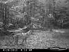 Click image for larger version. 

Name:	trail cam 007.jpg 
Views:	298 
Size:	144.3 KB 
ID:	16297
