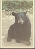Click image for larger version. 

Name:	TFF Bears Dump 2.jpg 
Views:	249 
Size:	26.7 KB 
ID:	23770